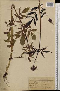 Valeriana amurensis P. A. Smirn. ex Kom., Siberia, Russian Far East (S6) (Russia)