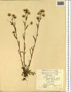 Erigeron acris L., Siberia, Yakutia (S5) (Russia)