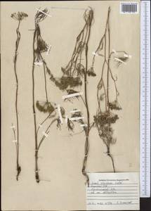 Seseli strictum Ledeb., Middle Asia, Northern & Central Kazakhstan (M10) (Kazakhstan)