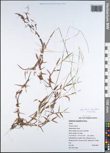 Digitaria longiflora (Retz.) Pers., South Asia, South Asia (Asia outside ex-Soviet states and Mongolia) (ASIA) (India)