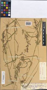 Polypogon hissaricus (Roshev.) Bor, Middle Asia, Northern & Central Tian Shan (M4) (Kazakhstan)