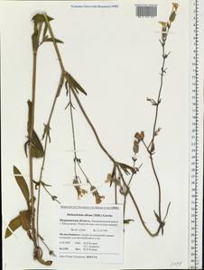 Silene latifolia subsp. alba (Miller) Greuter & Burdet, Eastern Europe, Northern region (E1) (Russia)