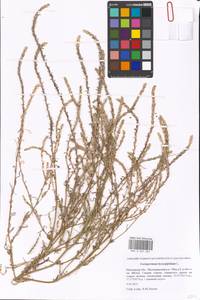 Corispermum hyssopifolium L., Eastern Europe, Moscow region (E4a) (Russia)