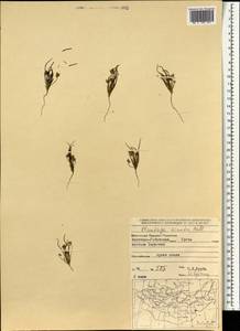 Plantago minuta Pall., Mongolia (MONG) (Mongolia)