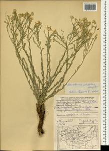 Asterothamnus poliifolius Novopokr., Mongolia (MONG) (Mongolia)