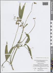 Lathyrus sylvestris L., Eastern Europe, Western region (E3) (Russia)