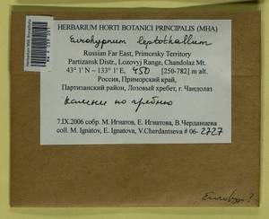 Hypnum leptothallum Paris, Bryophytes, Bryophytes - Russian Far East (excl. Chukotka & Kamchatka) (B20) (Russia)