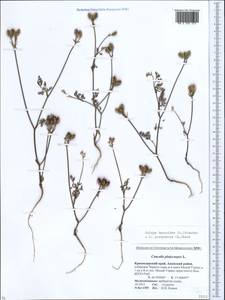 Orlaya daucoides (L.) Greuter, Caucasus, Krasnodar Krai & Adygea (K1a) (Russia)