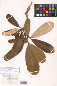 Rhododendron × charadzeae A.P.Khokhr. & Mazurenko, Caucasus, Georgia (K4) (Georgia)