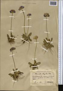 Primula algida Adams, Middle Asia, Northern & Central Tian Shan (M4) (Kazakhstan)