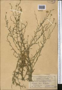 Heteropappus altaicus var. canescens (Nees) Serg., Middle Asia, Western Tian Shan & Karatau (M3) (Uzbekistan)