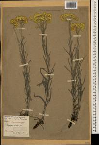 Helichrysum arenarium (L.) Moench, Caucasus, North Ossetia, Ingushetia & Chechnya (K1c) (Russia)