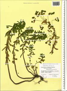 Euphorbia stricta L., Caucasus, Black Sea Shore (from Novorossiysk to Adler) (K3) (Russia)