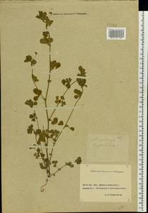 Medicago lupulina L., Eastern Europe, Rostov Oblast (E12a) (Russia)