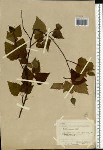 Betula pendula Roth, Eastern Europe, Northern region (E1) (Russia)