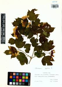 Viburnum opulus L., Siberia, Baikal & Transbaikal region (S4) (Russia)