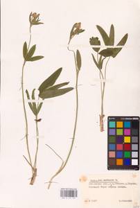 Trifolium montanum L., Eastern Europe, Belarus (E3a) (Belarus)