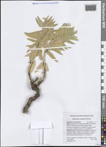 Euphorbia oxyphylla Boiss., Western Europe (EUR) (Spain)