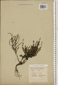 Artemisia lercheana Weber ex Stechm., Caucasus, Azerbaijan (K6) (Azerbaijan)