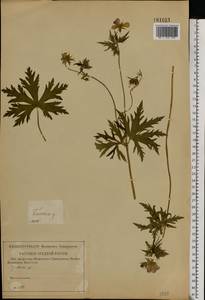 Geranium pratense L., Eastern Europe, Central forest-and-steppe region (E6) (Russia)