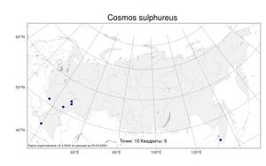 Cosmos sulphureus Cav., Atlas of the Russian Flora (FLORUS) (Russia)