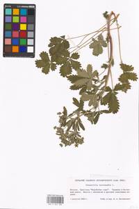 Potentilla intermedia L., Eastern Europe, Moscow region (E4a) (Russia)