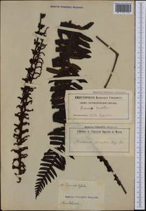 Lomaria discolor (G. Forst.) Willd., Australia & Oceania (AUSTR) (New Zealand)