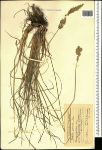 Koeleria pyramidata (Lam.) P.Beauv., Caucasus, Stavropol Krai, Karachay-Cherkessia & Kabardino-Balkaria (K1b) (Russia)