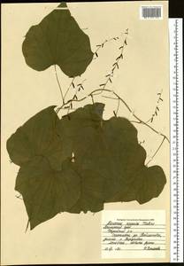 Dioscorea nipponica Makino, Siberia, Russian Far East (S6) (Russia)