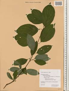 Cornus sanguinea L., Eastern Europe, Central region (E4) (Russia)