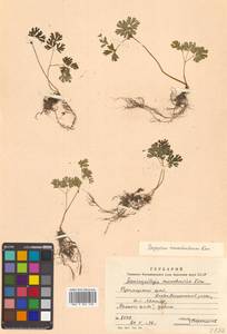 Isopyrum manshuricum (Kom.) Kom. ex W. T. Wang & P. K. Hsiao, Siberia, Russian Far East (S6) (Russia)