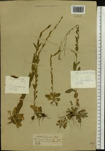 Arabis planisiliqua subsp. nemorensis (Wolf ex Hoffm.) Soják, Eastern Europe, Central forest-and-steppe region (E6) (Russia)