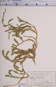 Spinulum annotinum subsp. annotinum, Siberia, Baikal & Transbaikal region (S4) (Russia)