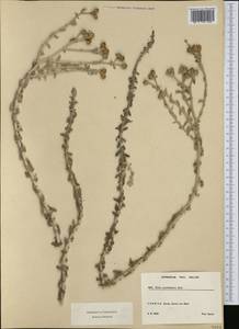 Otanthus maritimus subsp. maritimus, Western Europe (EUR) (France)