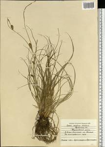 Carex secalina Willd. ex Wahlenb., Eastern Europe, Western region (E3) (Russia)