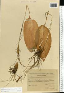 Allium ursinum L., Eastern Europe, Central region (E4) (Russia)