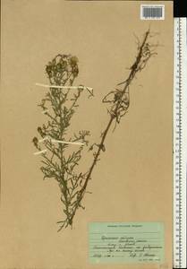 Centaurea, Eastern Europe, South Ukrainian region (E12) (Ukraine)