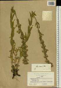 Silene viscosa (L.) Pers., Eastern Europe, Central region (E4) (Russia)