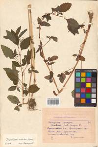 Impatiens maackii Hook. ex Kom., Siberia, Russian Far East (S6) (Russia)