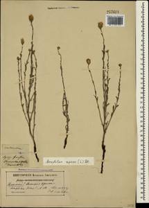 Rhaponticum repens (L.) Hidalgo, Crimea (KRYM) (Russia)