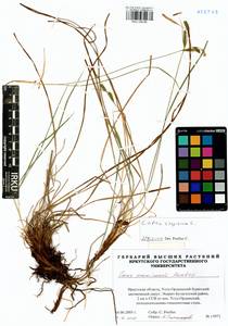 Carex erawinensis Korotky, Siberia, Baikal & Transbaikal region (S4) (Russia)