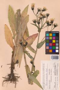 Picris hieracioides L., Siberia, Chukotka & Kamchatka (S7) (Russia)