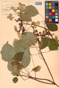 Hydrangea petiolaris Siebold & Zucc., Siberia, Russian Far East (S6) (Russia)