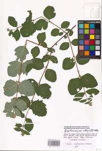 Symphoricarpos albus (L.) C. Koch, Eastern Europe, Moscow region (E4a) (Russia)