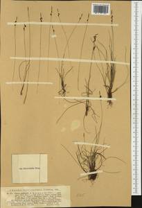 Carex pulicaris L., Western Europe (EUR) (Germany)