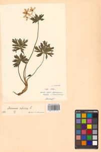 Anemonastrum narcissiflorum subsp. crinitum (Juz.) Raus, Siberia, Russian Far East (S6) (Russia)