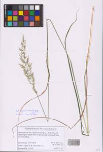 Calamagrostis arundinacea (L.) Roth, Eastern Europe, Central forest region (E5) (Russia)
