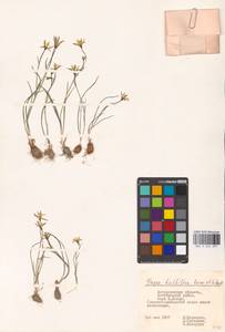 Gagea bulbifera (Pall.) Salisb., Eastern Europe, Lower Volga region (E9) (Russia)