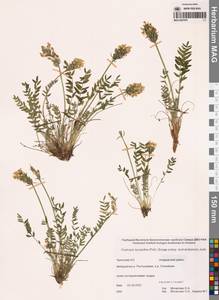 Oxytropis leucantha subsp. tschukotcensis Jurtzev, Siberia, Chukotka & Kamchatka (S7) (Russia)