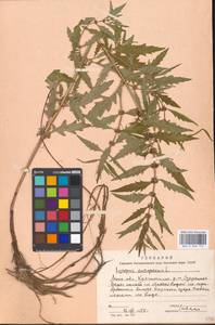 Lycopus europaeus L., Eastern Europe, Moscow region (E4a) (Russia)